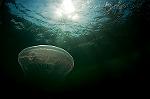 Jelly in the sun 1